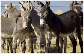 Soaring Donkey Prices in Pakistan Sparked by High Chinese Demand