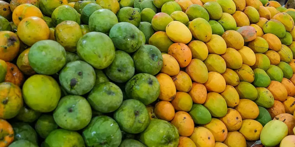 Indian Mango Exports to US Blocked Over Documentation Flaws